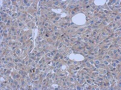 Immunohistochemistry-Paraffin FCHO1 Antibody - BSA Free