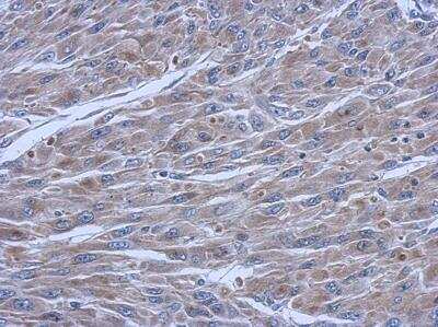 Immunohistochemistry-Paraffin FCHO1 Antibody - BSA Free