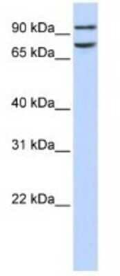 Western Blot: FCHO1 Antibody [NBP1-79578] - 293T Cell Lysate 1ug/ml  Gel Concentration 12%