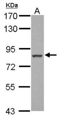 Western Blot: FCHO2 Antibody [NBP2-16460] - Sample (30 ug of whole cell lysate) A: HCT116 7. 5% SDS PAGE gel, diluted at 1:1000.