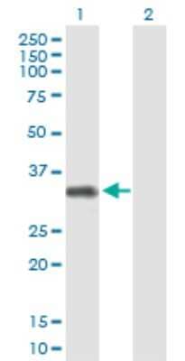 Western Blot: FCRLB/FCRY Antibody [H00127943-B01P] - Analysis of FCRLB expression in transfected 293T cell line by FCRLB polyclonal antibody.  Lane1:FCRLM2 transfected lysate(34.32 KDa). Lane2:Non-transfected lysate.