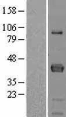 Western Blot: FCRLM1 Overexpression Lysate (Adult Normal) [NBL1-10666] Left-Empty vector transfected control cell lysate (HEK293 cell lysate); Right -Over-expression Lysate for FCRLM1.