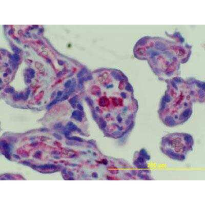 Immunohistochemistry-Paraffin: FCRN/FCGRT Antibody [NBP1-89128] - Staining in human placental Hoffbauer cells at a 1:65 dilution.  Image from a verified customer review.