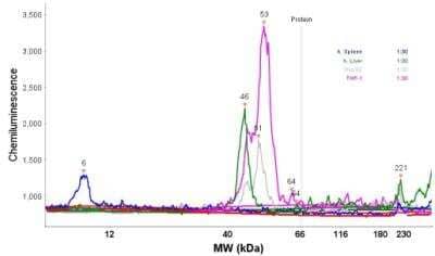 Simple Western: FCRN/FCGRT Antibody [NBP1-89128] - Electropherogram image(s) of corresponding Simple Western lane view. FCRN/FCGRT antibody was used at 1:20 dilution on h. Liver, HepG2, and THP-1 lysate(s).