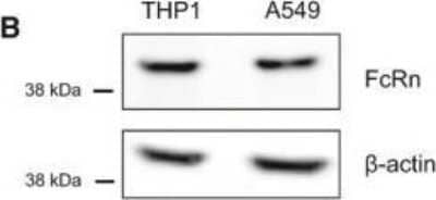 Western Blot: FCRN/FCGRT Antibody [NBP1-89128] - Human lung epithelial A549 cells and primary bronchial epithelial cells (hAECB) lack FcgammaR (CD16, CD64, and CD32) and FcalphaR (CD89) cell surface expression as analyzed by flow cytometry (human THP1 cells as positive control). The neonatal FcR (FcRn) is expressed in both A549 cells & human THP1 cells as determined by Western blotting. Data are representative of at least two independent experiments. Absolute bacterial counts (CFUs) in human THP1 macrophages 1 h after infection with MTB preincubated with the LAM-reactive IgA1 (left) or IgG1 (right) antibody TB24PB037 or the respective isotype control antibody as indicated. Mean and SEM are indicated. Data are representative of three independent experiments. Image collected and cropped by CiteAb from the following publication (//embomolmed.embopress.org/lookup/doi/10.15252/emmm.201606330), licensed under a CC-BY license.