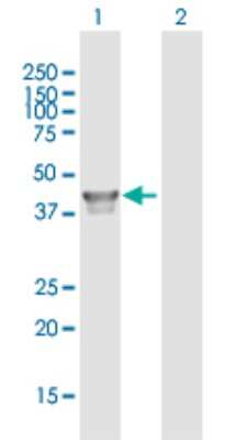 Western Blot: FDPS Antibody [H00002224-B01P] - Analysis of FDPS expression in transfected 293T cell line by FDPS polyclonal antibody.  Lane 1: FDPS transfected lysate(46.09 KDa). Lane 2: Non-transfected lysate.