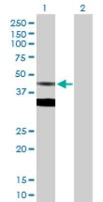 Western Blot: FDPS Antibody [H00002224-D01P] - Analysis of FDPS expression in transfected 293T cell line by FDPS polyclonal antibody.Lane 1: FDPS transfected lysate(48.30 KDa).Lane 2: Non-transfected lysate.