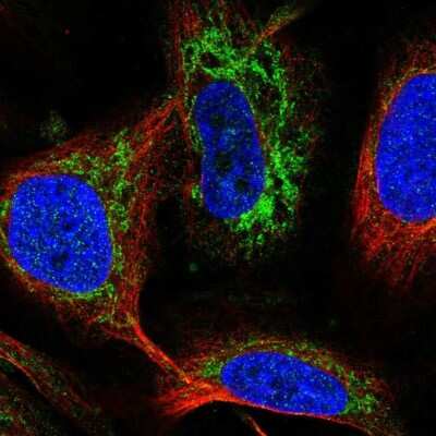 Immunocytochemistry/Immunofluorescence: FDX1 Antibody [NBP2-38946] - Immunofluorescent staining of human cell line U-2 OS shows localization to mitochondria.