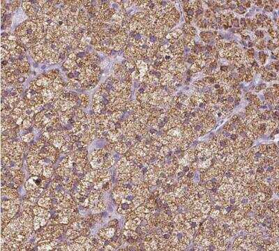 Immunohistochemistry-Paraffin: FDX1 Antibody [NBP1-89227] - Staining of human adrenal gland shows strong granular cytoplasmic positivity in glandular cells.