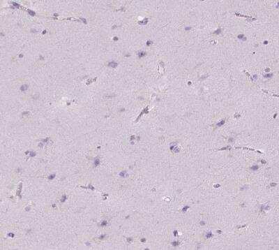 Immunohistochemistry-Paraffin: FDX1 Antibody [NBP1-89227] - Staining of human cerebral cortex shows no positivity in neuronal cells as expected.