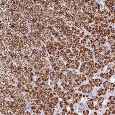 Immunohistochemistry-Paraffin: FDX1 Antibody [NBP2-38946] - Staining of human adrenal gland shows high expression.