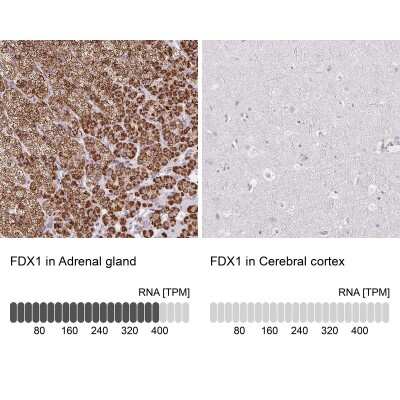 Immunohistochemistry-Paraffin: FDX1 Antibody [NBP2-38946] - Staining in human adrenal gland and cerebral cortex tissues using anti-FDX1 antibody. Corresponding FDX1 RNA-seq data are presented for the same tissues.