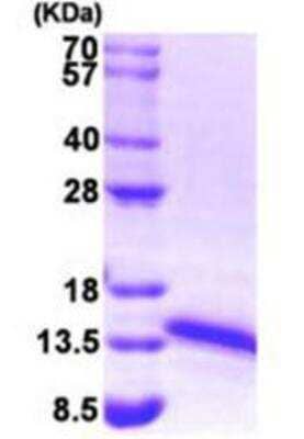 SDS-Page: Recombinant Human FDX1 Protein [NBP1-50829]