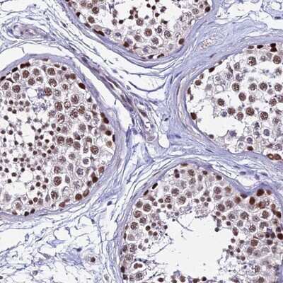 Immunohistochemistry-Paraffin: FDX1L Antibody [NBP1-91896] - Staining of human testis shows moderate nuclear positivity in seminiferus ducts.