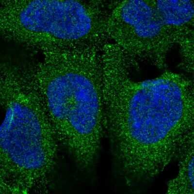 Immunocytochemistry/Immunofluorescence: FE65 Antibody [NBP2-48682] - Immunofluorescent staining of human cell line HEK 293 shows localization to plasma membrane.