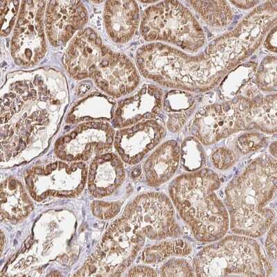 Immunohistochemistry-Paraffin: FE65 Antibody [NBP2-48683] - Staining of human kidney shows strong cytoplasmic positivity in cells in tubules, cells in glomeruli were moderately stained.