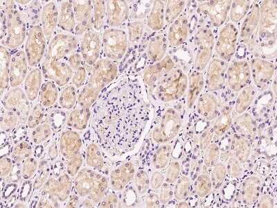 Immunohistochemistry-Paraffin: FE65 Antibody [NBP2-99557] - Immunochemical staining of human FE65 in human kidney with rabbit polyclonal antibody at 1:300 dilution, formalin-fixed paraffin embedded sections.