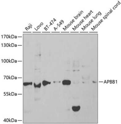 Western Blot: FE65 Antibody [NBP3-03692] - Analysis of extracts of various cell lines, using FE65 antibody at 1:1000 dilution. Secondary antibody: HRP Goat Anti-Rabbit IgG (H+L) at 1:10000 dilution. Lysates/proteins: 25ug per lane. Blocking buffer: 3% nonfat dry milk in TBST.