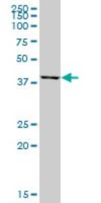 Western Blot: FECH Antibody [H00002235-B01P] - Analysis of FECH expression in human liver.