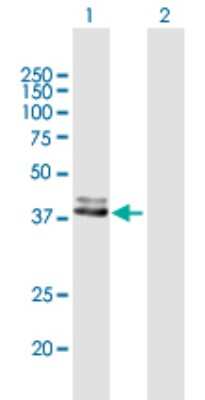 Western Blot: FECH Antibody [H00002235-B01P] - Analysis of FECH expression in transfected 293T cell line by FECH polyclonal antibody.  Lane 1: FECH transfected lysate(46.53 KDa). Lane 2: Non-transfected lysate.