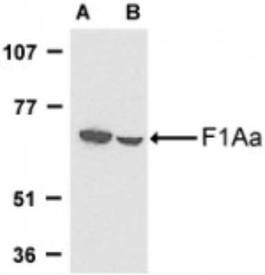 Western Blot: FEM1B Antibody [NBP1-77300] - Analysis of FEM1B in mouse (A) and rat (B) liver tissue lysates with anti- FEM1B using this antibody at 1 ug /ml.
