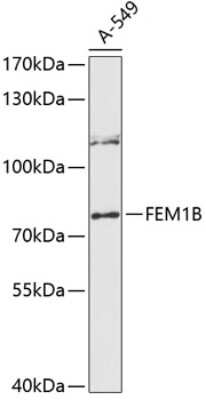 Western Blot: FEM1B Antibody [NBP3-04996] - Analysis of extracts of A-549 cells, using FEM1B antibody at 1:3000 dilution. Secondary antibody: HRP Goat Anti-Rabbit IgG (H+L) at 1:10000 dilution. Lysates/proteins: 25ug per lane. Blocking buffer: 3% nonfat dry milk in TBST. Detection: ECL Enhanced Kit