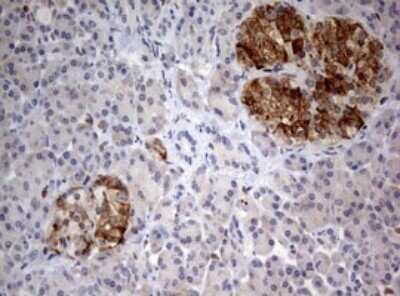 Immunohistochemistry: FEN-1 Antibody (OTI1F3) - Azide and BSA Free [NBP2-70716] - Analysis of Human pancreas tissue. (Heat-induced epitope retrieval by 10mM citric buffer, pH6.0, 120C for 3min)