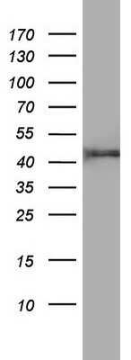 Western Blot: FEN-1 Antibody (OTI1F3) - Azide and BSA Free [NBP2-70716] - Analysis of A549 cell lysate (35ug).