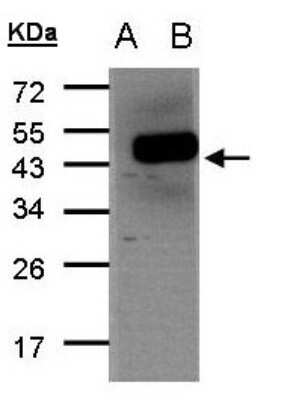 Western Blot: FENS1 Antibody [NBP2-16466] - Western Blot analysis of WDFY1 expression in transfected 293T cell line by WDFY1 polyclonal antibody. A: Non-transfected lysate. B: WDFY1 transfected lysate. 12% SDS PAGE gel, diluted at 1:500.