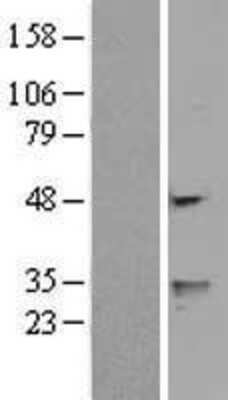 Western Blot FENS1 Overexpression Lysate