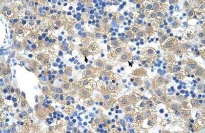 Immunohistochemistry-Paraffin: FERD3L Antibody [NBP1-80169] - Human Liver Tissue, antibody concentration 4-8ug/ml. Cells with positive label: Hepatocytes (indicated with arrows) 400X magnification.