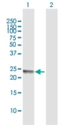 Western Blot: FERD3L Antibody [H00222894-B01P] - Analysis of FERD3L expression in transfected 293T cell line by FERD3L polyclonal antibody.  Lane 1: FERD3L transfected lysate(18.37 KDa). Lane 2: Non-transfected lysate.