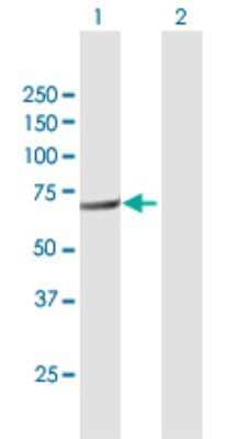 Western Blot: FERMT3/URP2 Antibody [H00083706-B01P] - Analysis of FERMT3 expression in transfected 293T cell line by FERMT3 polyclonal antibody.  Lane 1: URP2 transfected lysate(72.93 KDa). Lane 2: Non-transfected lysate.
