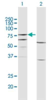 Western Blot: FERMT3/URP2 Antibody [H00083706-D01P] - Analysis of FERMT3 expression in transfected 293T cell line by FERMT3 polyclonal antibody.Lane 1: FERMT3 transfected lysate(75.40 KDa).Lane 2: Non-transfected lysate.