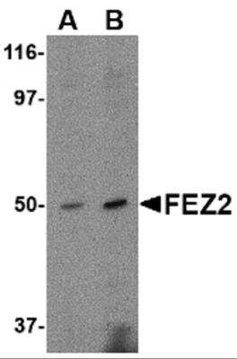 Western Blot FEZ2 Antibody - BSA Free