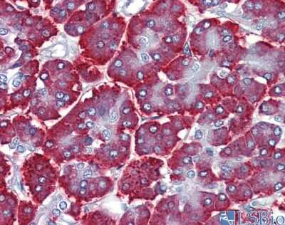 Immunohistochemistry: FEZF1 Antibody [NBP1-91367] - Staining of human pancreas section.