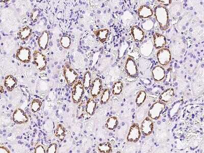 Immunohistochemistry-Paraffin: FGD2 Antibody [NBP2-99377] - Immunochemical staining of human FGD2 in human kidney with rabbit polyclonal antibody at 1:300 dilution, formalin-fixed paraffin embedded sections.