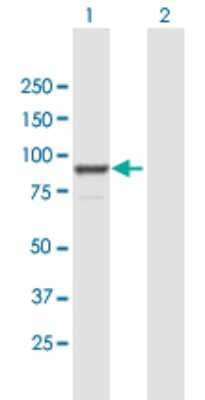 Western Blot FGD3 Antibody - Azide and BSA Free