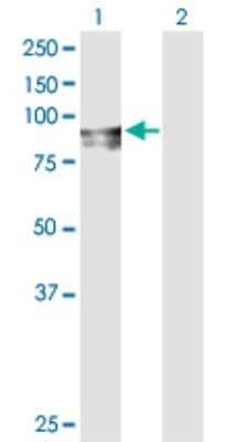 Western Blot: FGD3 Antibody [H00089846-D01P] - Analysis of FGD3 expression in transfected 293T cell line by FGD3 polyclonal antibody.Lane 1: FGD3 transfected lysate(79.40 KDa).Lane 2: Non-transfected lysate.