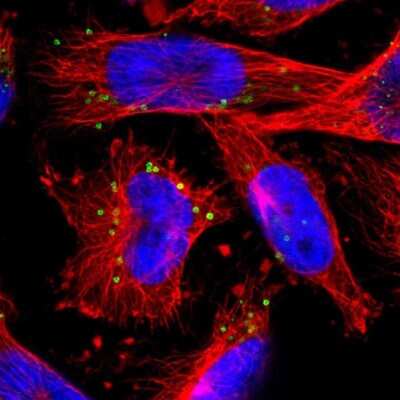 Immunocytochemistry/ Immunofluorescence FGD6 Antibody - BSA Free