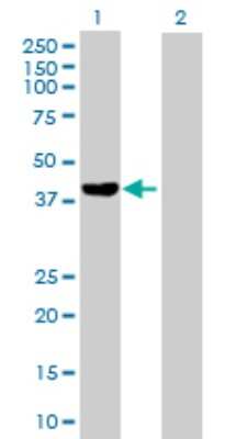 Western Blot: FGD6 Antibody [H00055785-B01P] - Analysis of FGD6 expression in transfected 293T cell line by FGD6 polyclonal antibody.  Lane 1: FGD6 transfected lysate(41.36 KDa). Lane 2: Non-transfected lysate.
