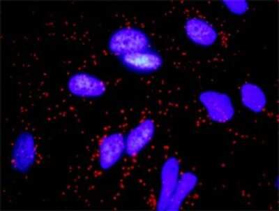 Proximity Ligation Assay: FGF-10 Antibody (3C7) [H00002255-M05] - Analysis of protein-protein interactions between FGFR2 and FGF10. HeLa cells were stained with anti-FGFR2 rabbit purified polyclonal 1:1200 and anti-FGF10 mouse monoclonal antibody 1:50. Each red dot represents the detection of protein-protein interaction