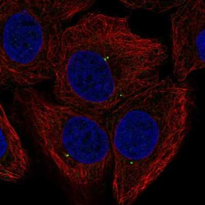 Immunocytochemistry/Immunofluorescence: FGF-11 Antibody [NBP2-55935] - Staining of human cell line HaCaT shows localization to centrosome.