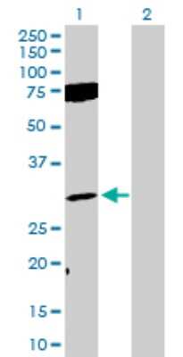 Western Blot: FGF-12 Antibody [H00002257-D01P] - Analysis of FGF12 expression in transfected 293T cell line by FGF12 polyclonal antibody.Lane 1: FGF12 transfected lysate(27.40 KDa).Lane 2: Non-transfected lysate.