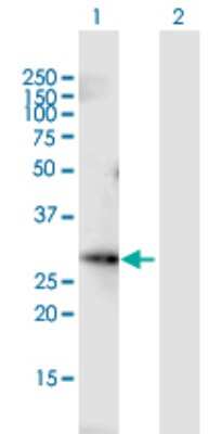 Western Blot: FGF-13 Antibody [H00002258-B01P] - Analysis of FGF13 expression in transfected 293T cell line by FGF13 polyclonal antibody.  Lane 1: FGF13 transfected lysate(26.95 KDa). Lane 2: Non-transfected lysate.