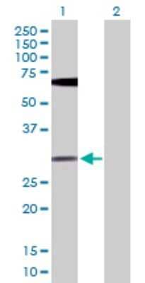 Western Blot: FGF-13 Antibody [H00002258-D01P] - Analysis of FGF13 expression in transfected 293T cell line by FGF13 polyclonal antibody.Lane 1: FGF13 transfected lysate(27.60 KDa).Lane 2: Non-transfected lysate.