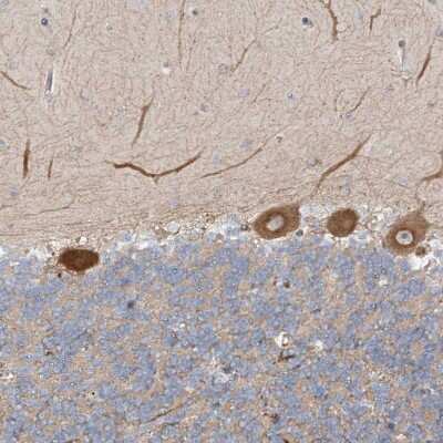 Immunohistochemistry-Paraffin: FGF-19 Antibody [NBP1-86294] - Staining of human cerebellum shows moderate cytoplasmic positivity in Purkinje cells.