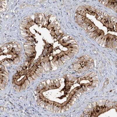 Immunohistochemistry-Paraffin: FGF-19 Antibody [NBP1-86294] - Staining of human gallbladder shows strong granular positivity in cytoplasm in glandular cells.