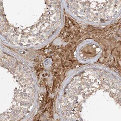 Immunohistochemistry-Paraffin: FGF-19 Antibody [NBP1-86294] - Staining of human testis shows moderate  cytoplasmic positivity in Leydig cells.