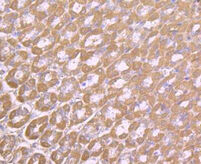 Immunohistochemistry-Paraffin: FGF-21 Antibody (AH21-71) [NBP2-67275] - Analysis of paraffin-embedded rat stomach tissue using anti-FGF21 antibody. Counter stained with hematoxylin.